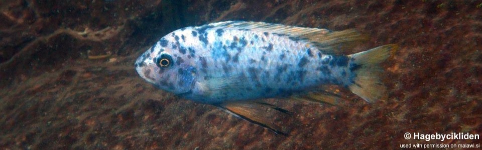 Labeotropheus fuelleborni 'Fuawe Island'