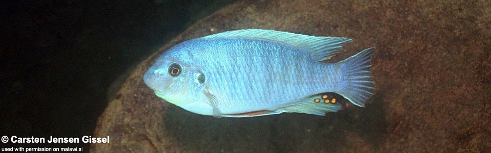 Labeotropheus fuelleborni 'Gome'