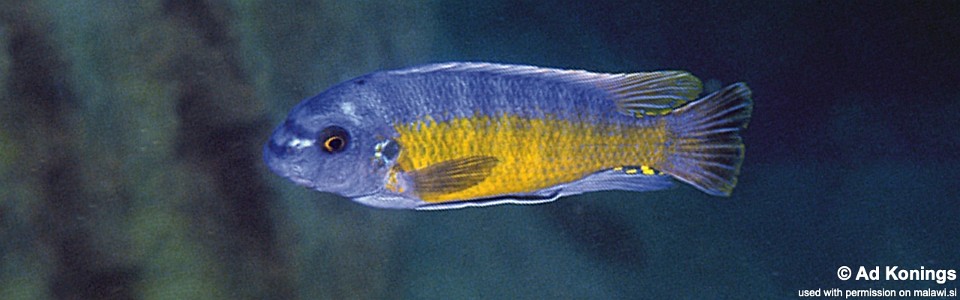 Labeotropheus fuelleborni 'Hora Mhango'