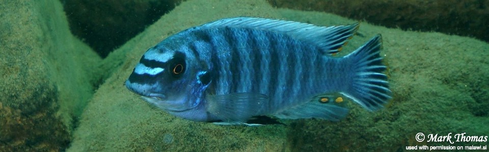 Labeotropheus fuelleborni 'Lifuma'