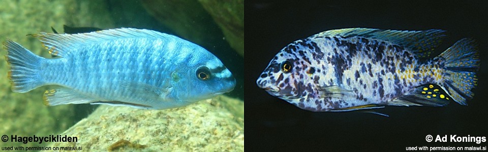 Labeotropheus fuelleborni 'Likoma Island'