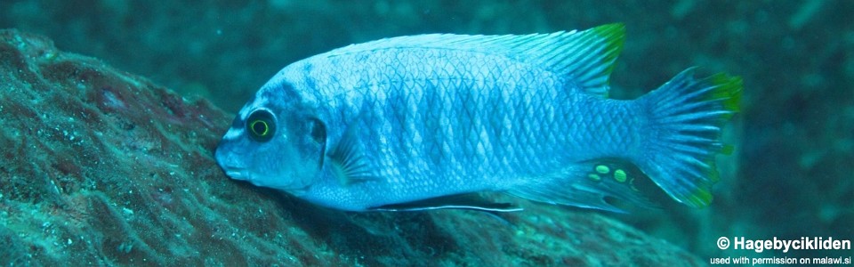 Labeotropheus fuelleborni 'Linganjala Reef'