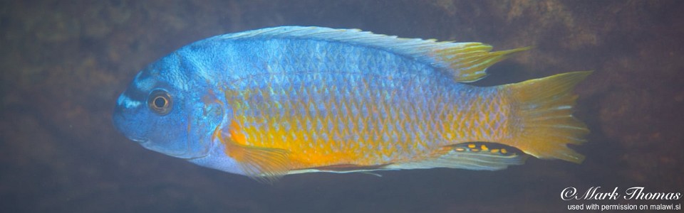 Labeotropheus fuelleborni 'Luwino Reef'