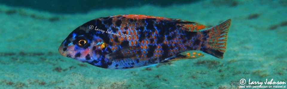 Labeotropheus fuelleborni 'Madimba Bay'