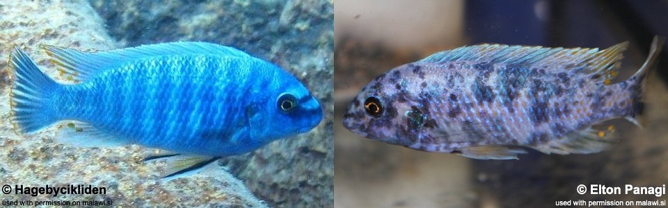 Labeotropheus fuelleborni 'Maingano Island'