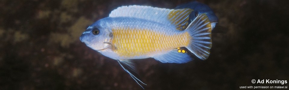 Labeotropheus fuelleborni 'Maison Reef'