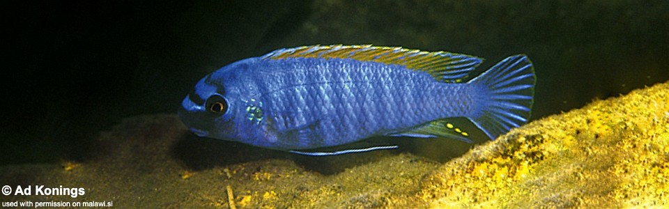 Labeotropheus fuelleborni 'Makanjila'