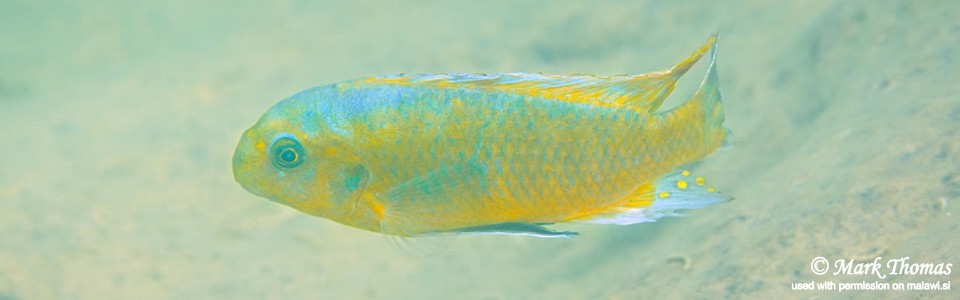 Labeotropheus fuelleborni 'Makankha Reef'