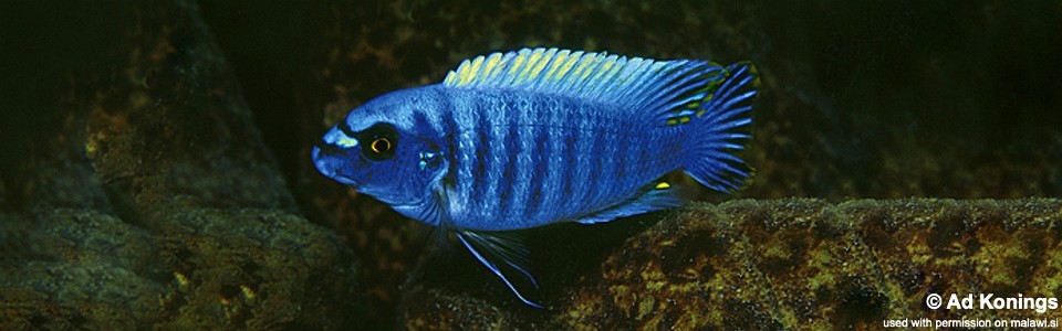 Labeotropheus fuelleborni 'Manda'