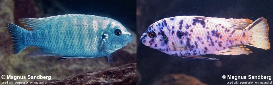 Labeotropheus fuelleborni 'Mara Rocks'