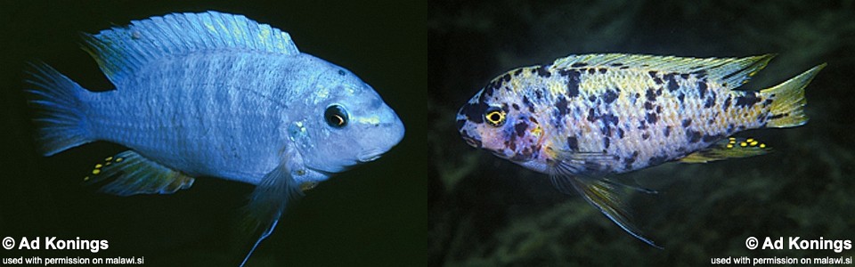 Labeotropheus fuelleborni 'Mbenji Island'