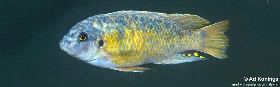 Labeotropheus fuelleborni 'Mdoka'