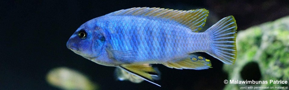 Labeotropheus fuelleborni 'Membe Island'