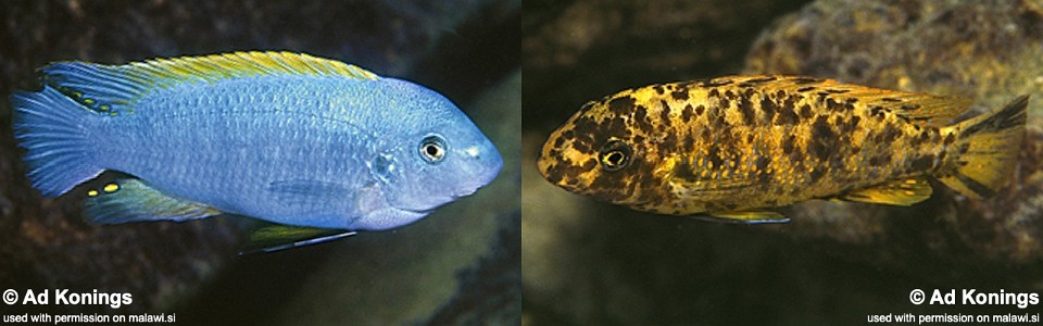 Labeotropheus fuelleborni 'Minos Reef'