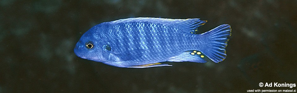 Labeotropheus fuelleborni 'Nkolongwe'