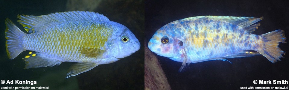 Labeotropheus fuelleborni 'Nakantenga Island'