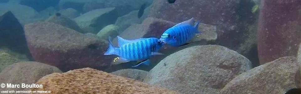 Labeotropheus fuelleborni 'Ndumbi Rocks'