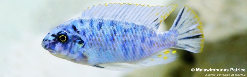 Labeotropheus fuelleborni 'Nkanda'