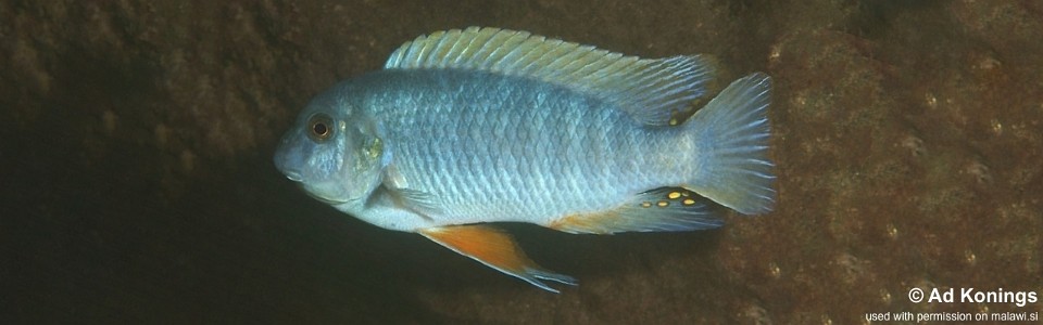 Labeotropheus fuelleborni 'Nkhungu Reef'