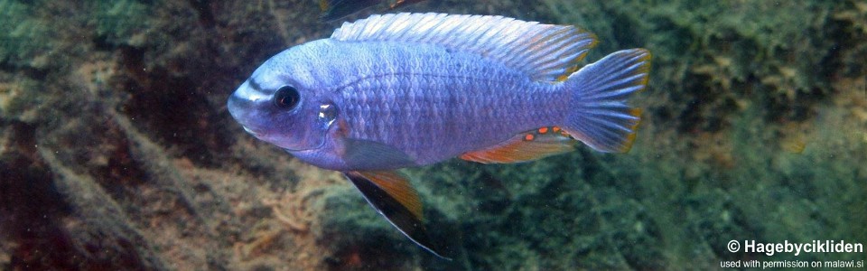 Labeotropheus fuelleborni 'Penga Penga Island'