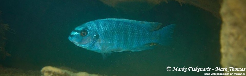 Labeotropheus fuelleborni 'Pombo Rocks'