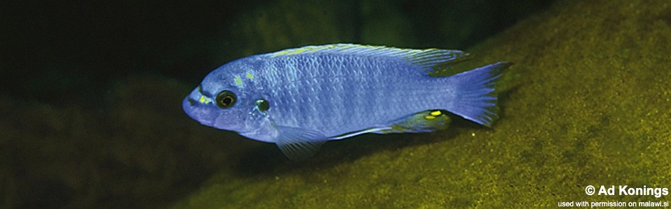 Labeotropheus fuelleborni 'Tumbi Point'