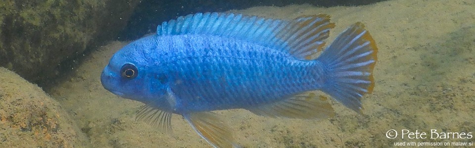 Labeotropheus fuelleborni 'Namalenje Island'<br><font color=gray>Labeotropheus obscurus 'Namalenje Island'</font> 