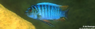 Labeotropheus artatorostris 'Mumbo Island'.jpg