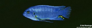 Labeotropheus fuelleborni 'Chitande Island'.jpg