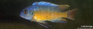 Labeotropheus fuelleborni 'Lion Point'.jpg