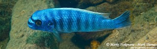 Labeotropheus fuelleborni 'Magunga'.jpg