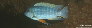 Labeotropheus fuelleborni 'Nkhungu Reef'.jpg