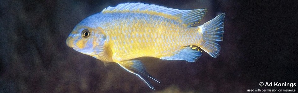 Labeotropheus trewavasae 'Chirwa Island'<br><font color=gray>Labeotropheus aurantinfra 'Chirwa Island'</font> 