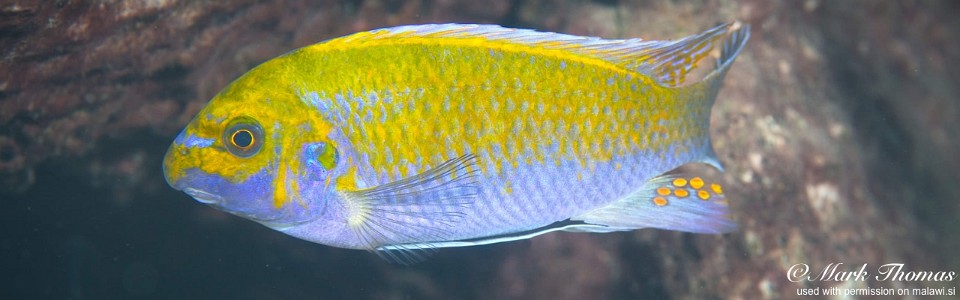 Labeotropheus trewavasae 'Chitande Island'<br><font color=gray>Labeotropheus candipygia 'Chitande Island'</font> 