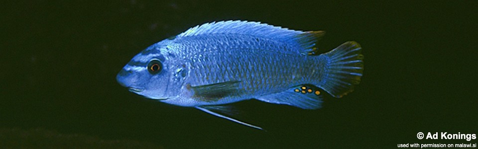 Labeotropheus trewavasae 'Mphanga Rocks'<br><font color=gray>Labeotropheus chirangali  'Mphanga Rocks'</font> 