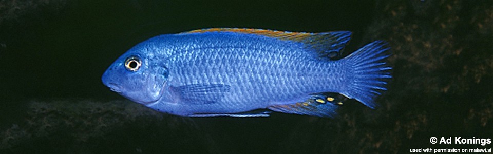 Labeotropheus trewavasae 'Maleri Island'<br><font color=gray>Labeotropheus rubidorsalis 'Maleri Island'</font> 