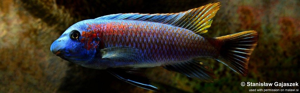 Labeotropheus trewavasae 'Makankha Reef'<br><font color=gray>Labeotropheus simoneae 'Makankha Reef'</font> 