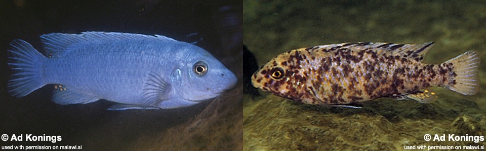 Labeotropheus trewavasae 'Chidunga Rocks'