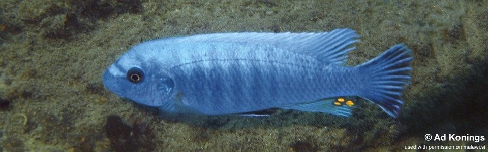 Labeotropheus trewavasae 'Chiloelo'