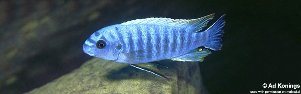 Labeotropheus trewavasae 'Chilucha'