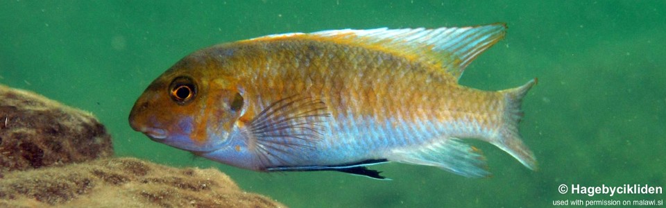 Labeotropheus trewavasae 'Chiofu Bay'