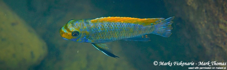 Labeotropheus trewavasae 'Hongi Island'