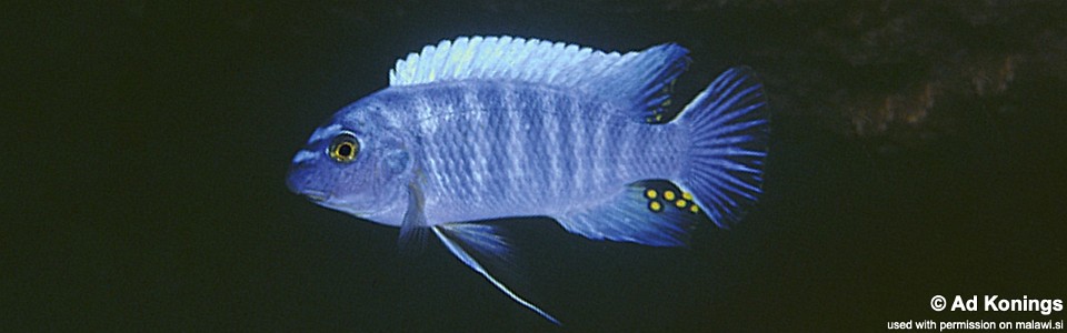 Labeotropheus trewavasae 'Hora Mhango'