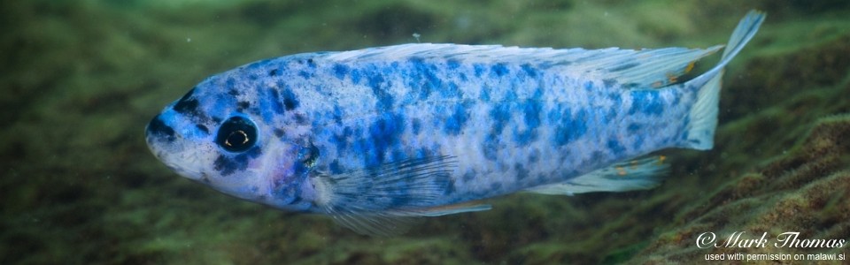 Labeotropheus trewavasae 'Jumbo Island'