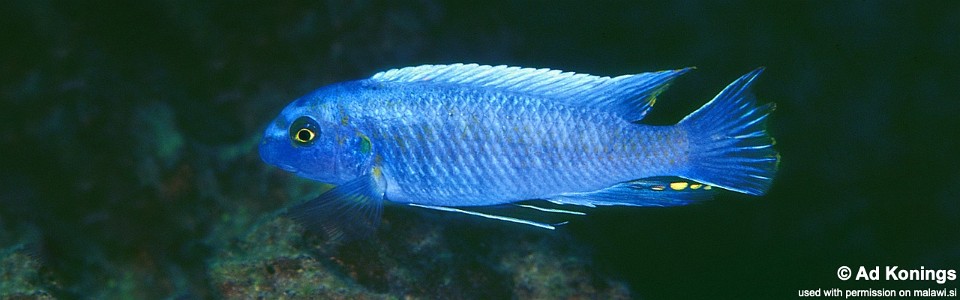 Labeotropheus trewavasae 'Kirondo'