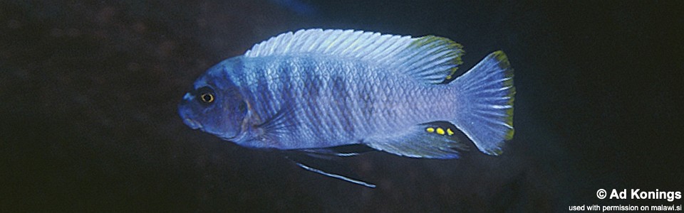 Labeotropheus trewavasae 'Linganjala Reef'