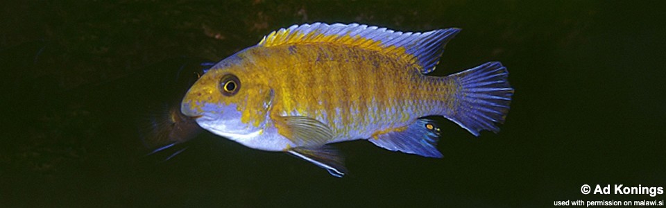 Labeotropheus trewavasae 'Lumbaulo'