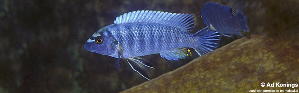 Labeotropheus trewavasae 'Lumessi'