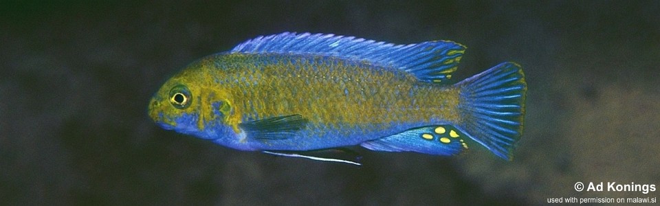 Labeotropheus trewavasae 'Lundu'