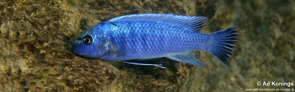 Labeotropheus trewavasae 'Magunga'